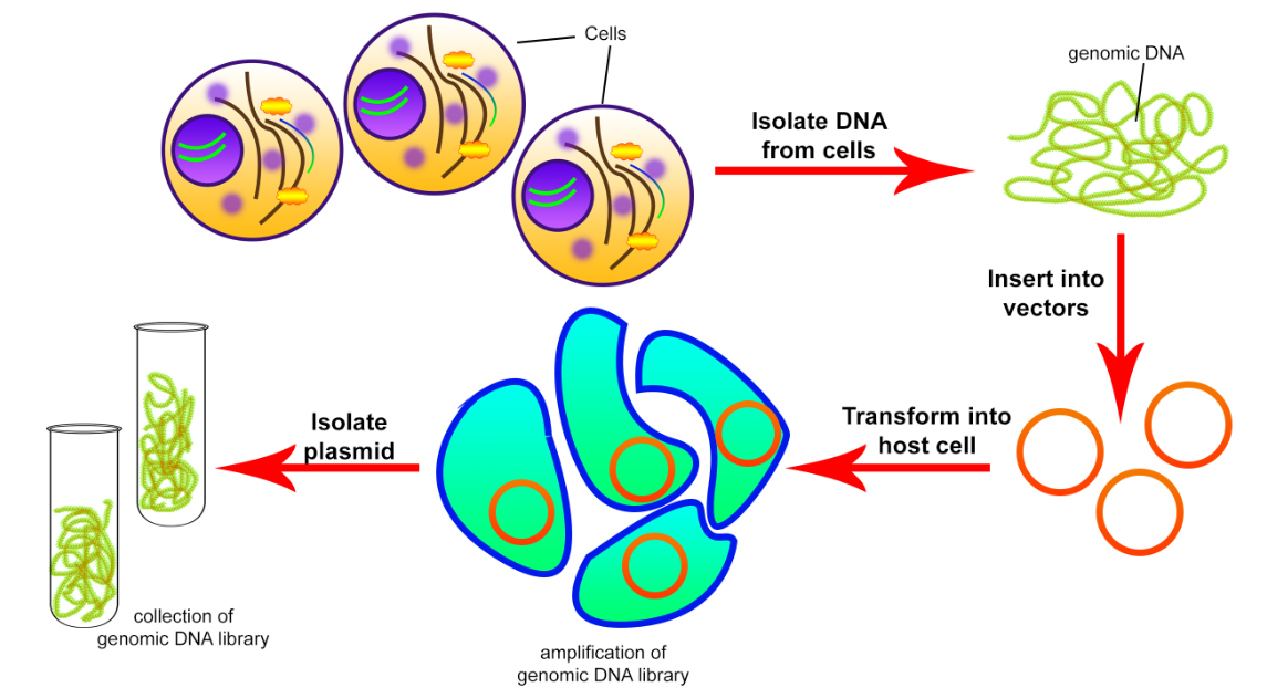 gene sequence definition