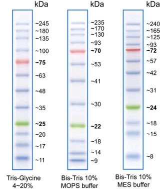Protein Marker – Tricolor (10-245 KDa)