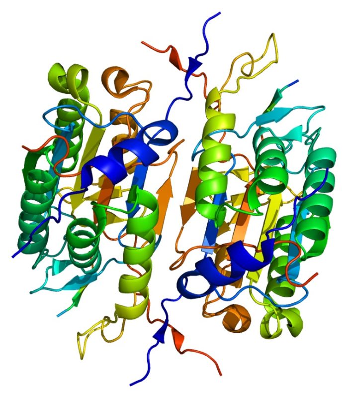 Caspase 2