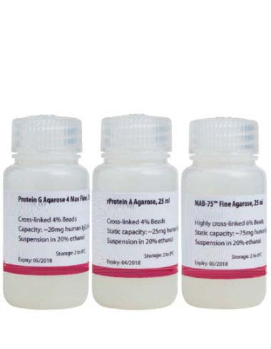 Protein A/G Agarose Resin