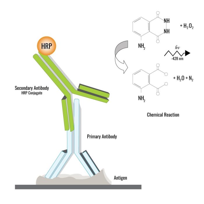 Chemiluminiscent ELISA - HRP Kit