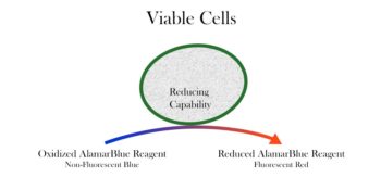 Alamar Blue Cell Viability Assay Reagent