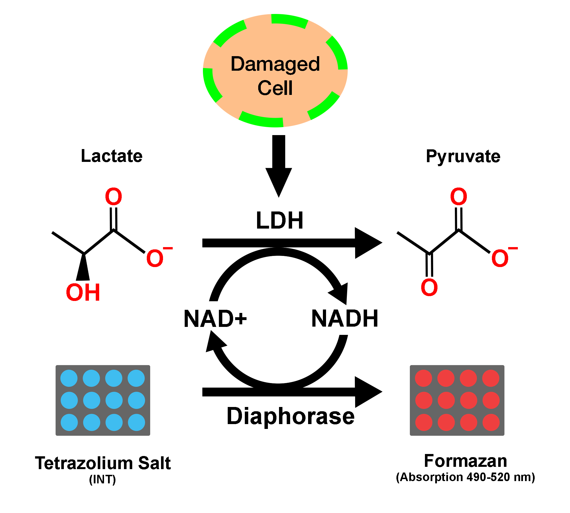 LDH Cytotoxicity Kit Colorimetric - Life Sciences Research