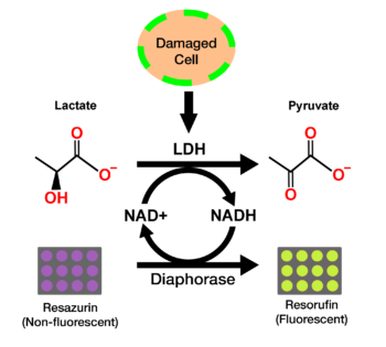 LDH Cytotoxicity Assay Kit, Fluorometric