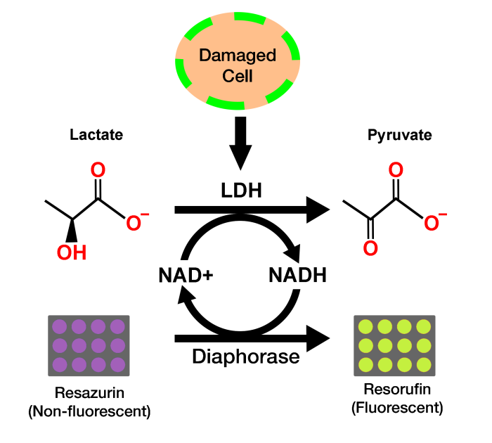 LDH Cytotoxicity Assay Kit