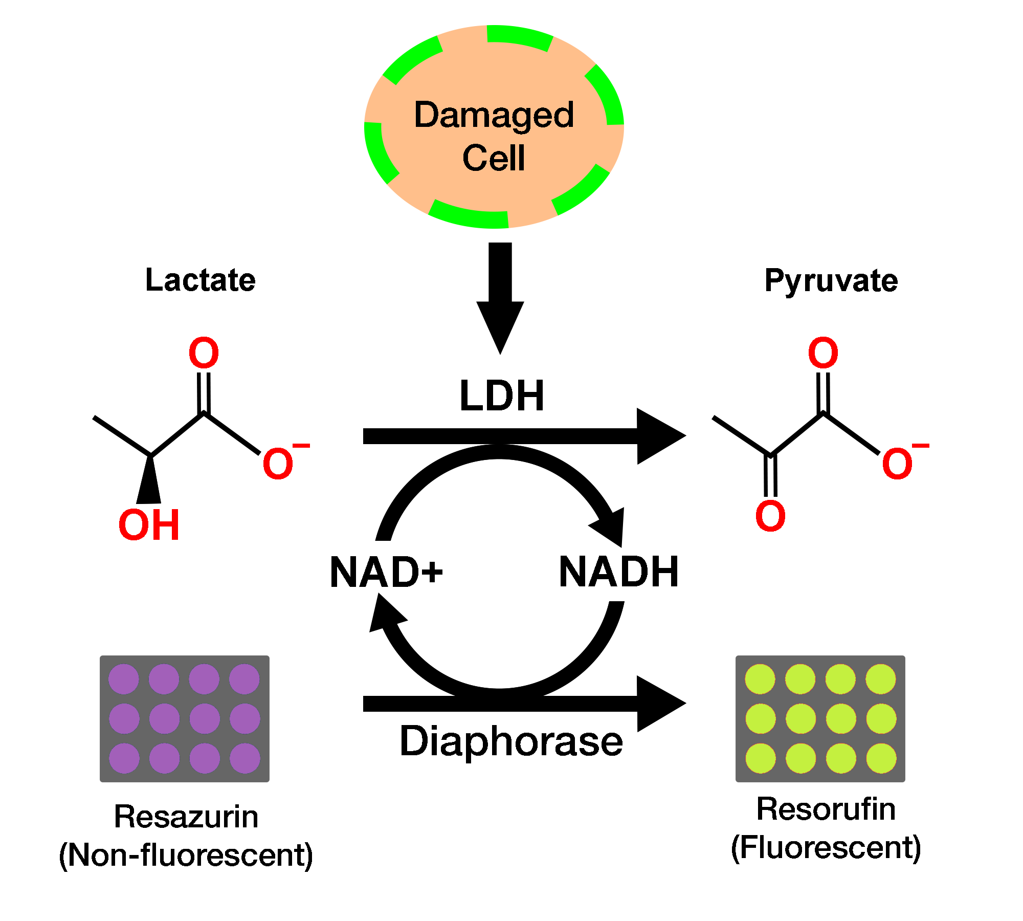 Ldh Lactate Dehydrogenase