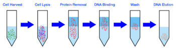 Genomic DNA Extraction Kit – Stool