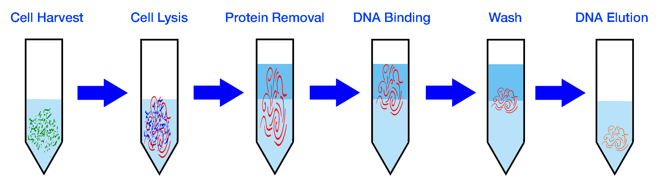 Difference Between Plasmid DNA and Chromosomal DNA 
