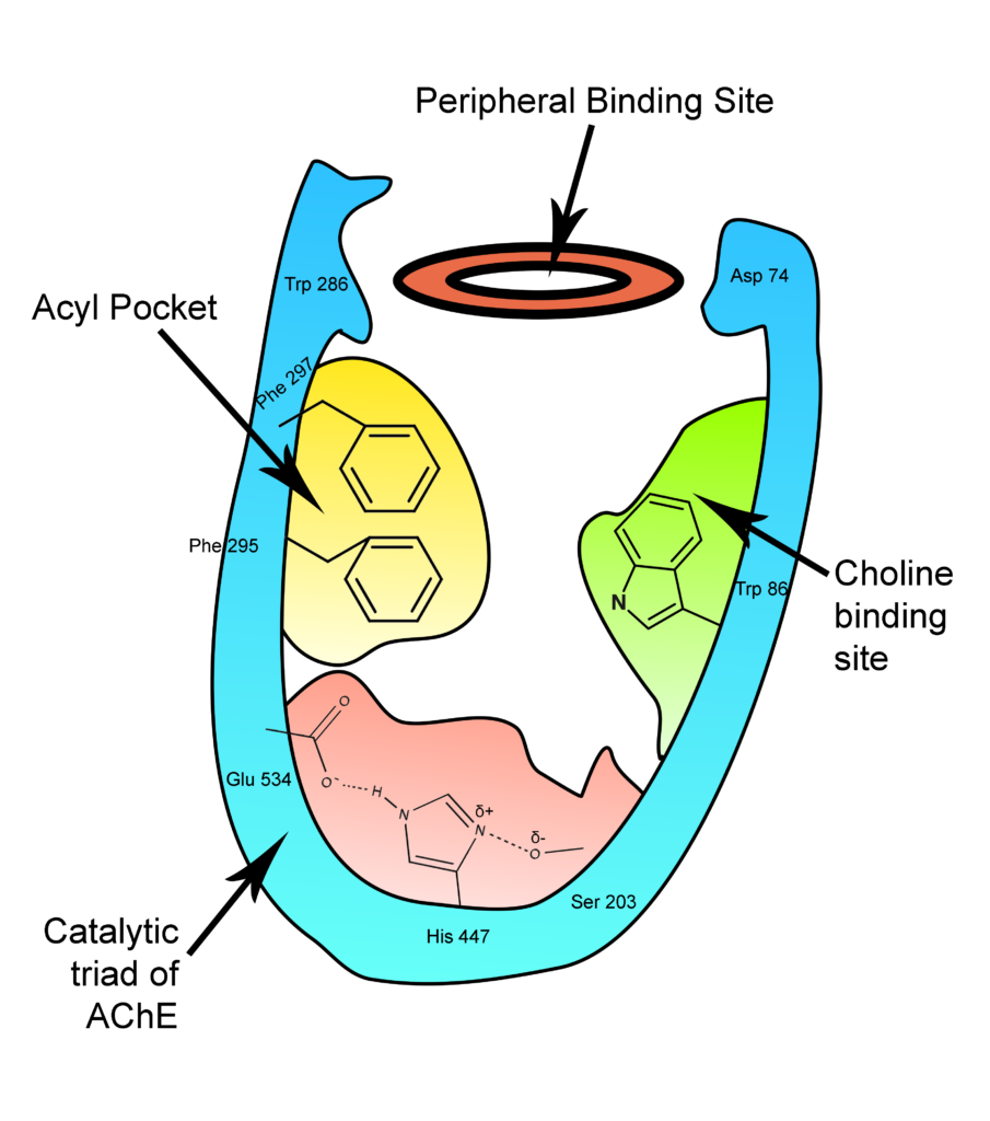 Acetylcholinesterase Assay Kit Cepham Life Sciences Research Products
