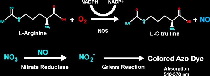 Nitric Oxide (NO) Detection Kit