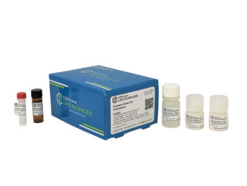 Protease Assay Kit