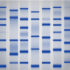 Tris-Glycine-SDS Running Buffer [10X]