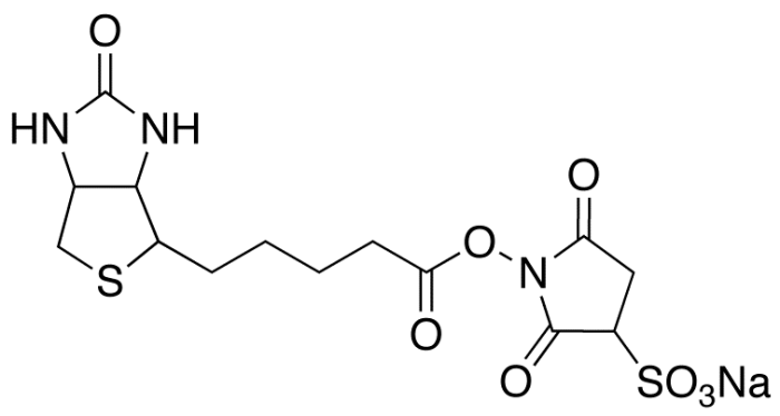 Sulfo-NHS-Biotin