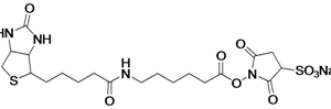Sulfo-NHS-LC-Biotin