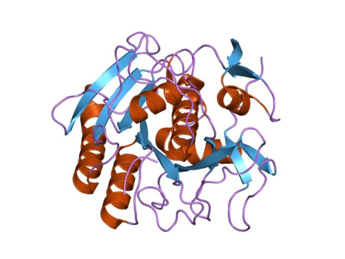 Proteinase K