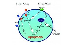 Apoptosis