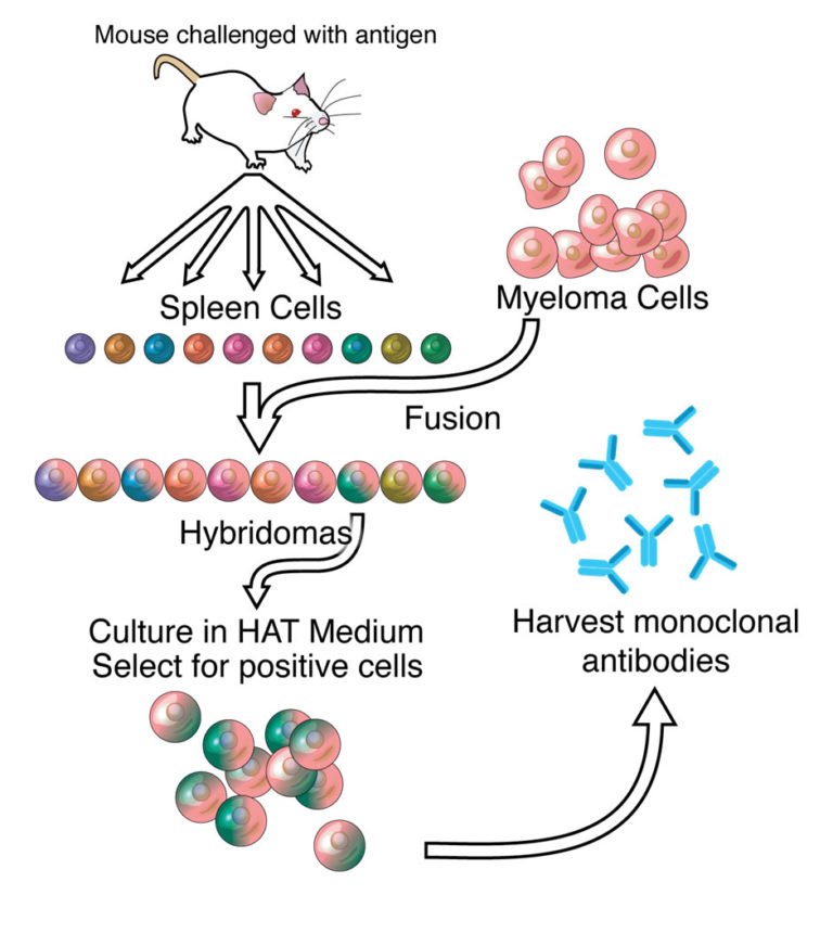 Antibody 101 Monoclonal Vs Polyclonal