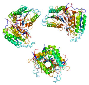 Caspase 8