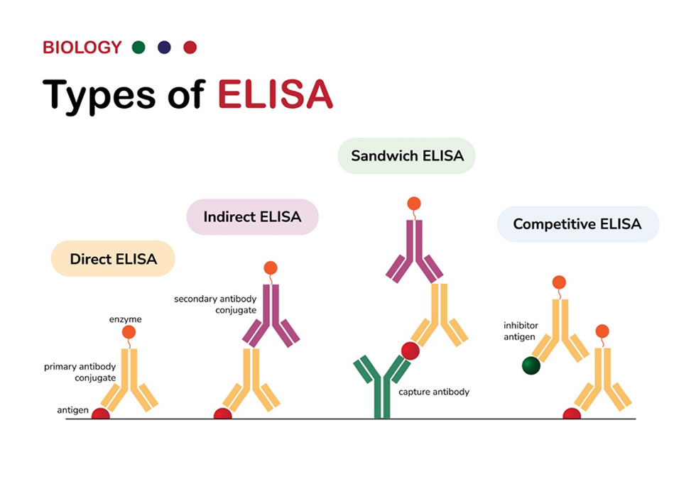 Elisa Types