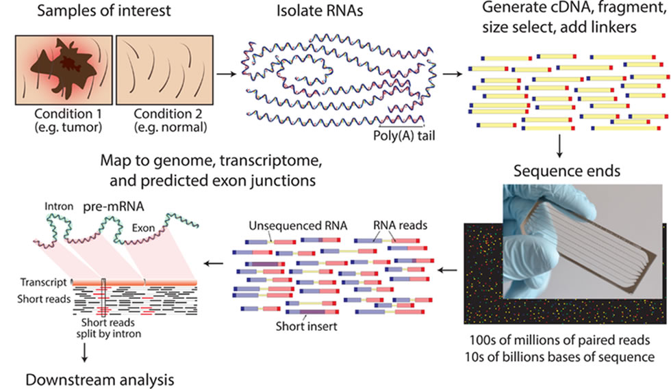 RNA sequencing