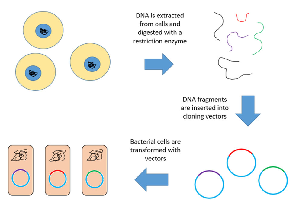 genomic- library construction